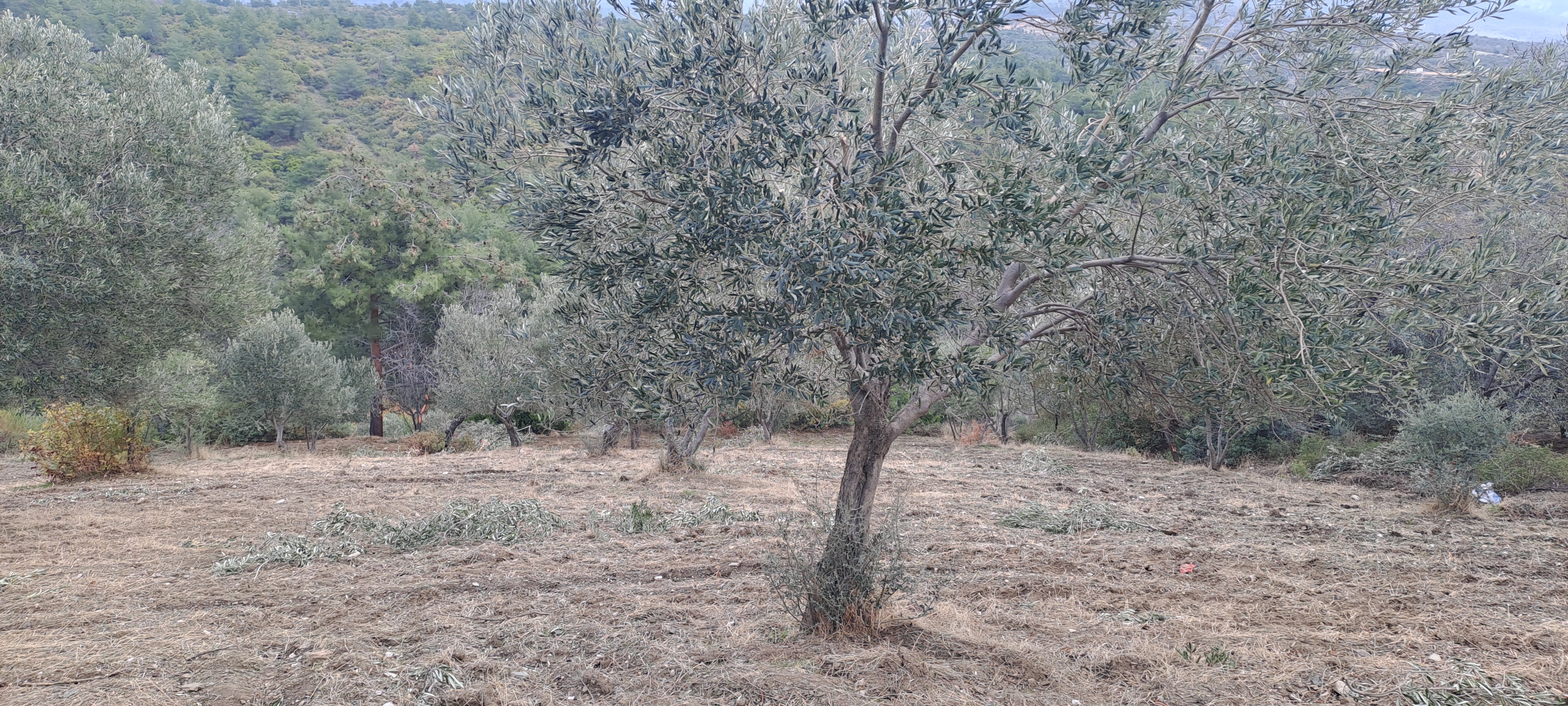 İlan Fotoğrafı