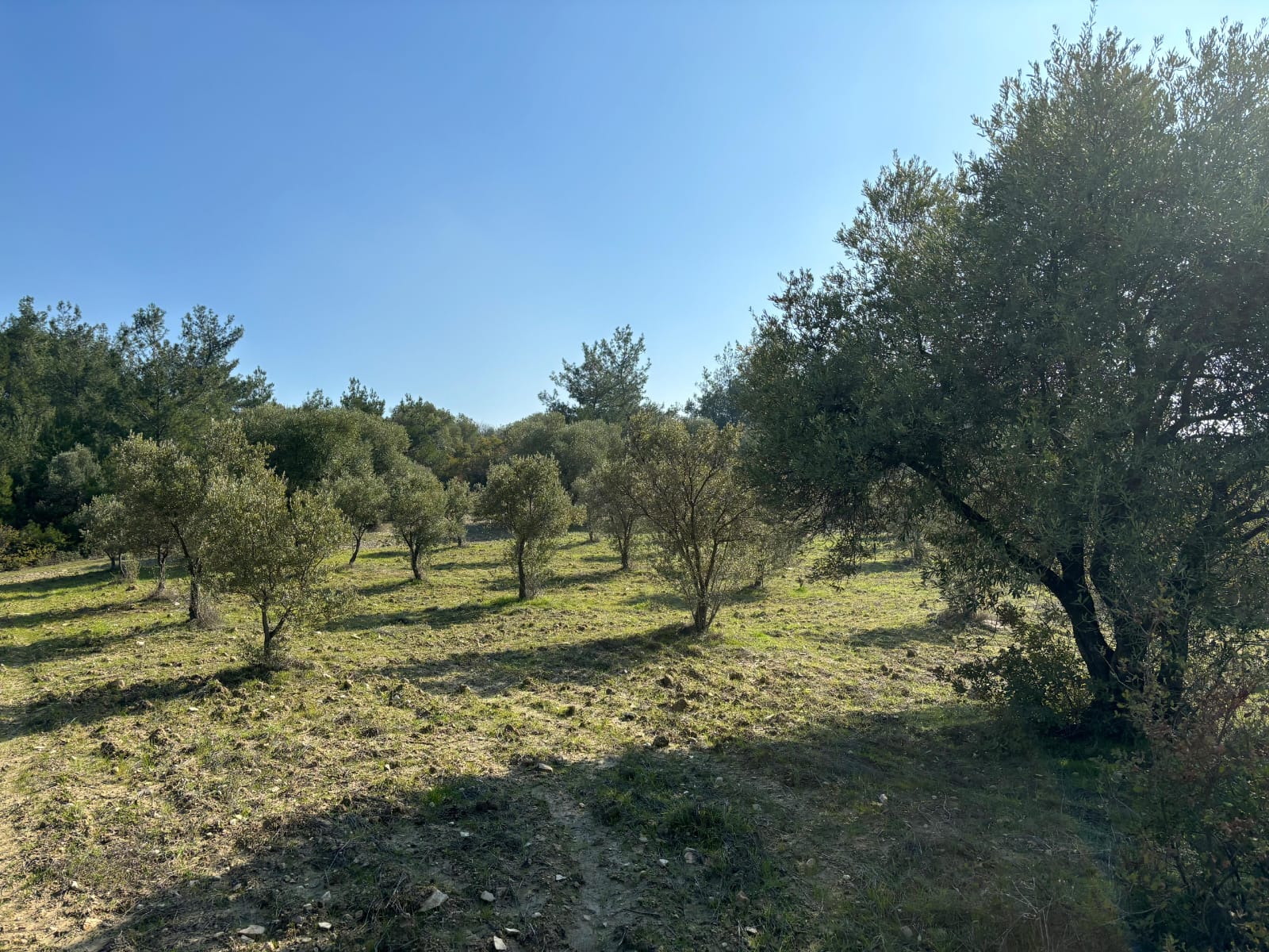 İlan Fotoğrafı