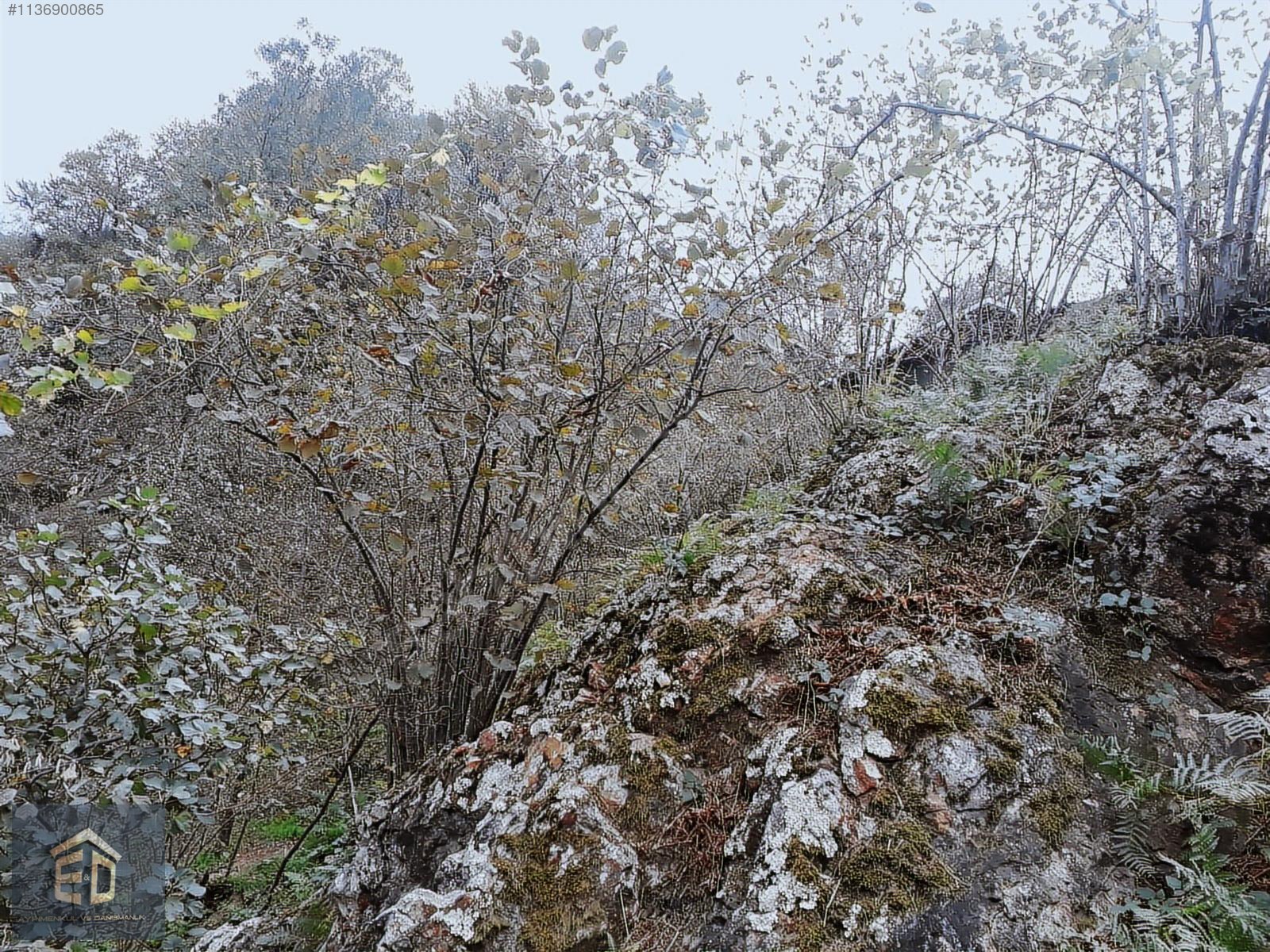 İlan Fotoğrafı
