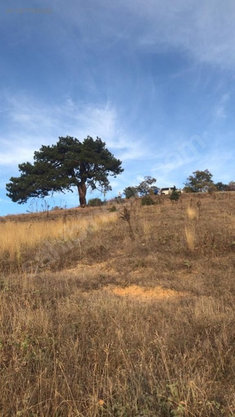 Fotoğraf