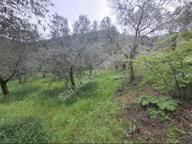 Fotoğraf
