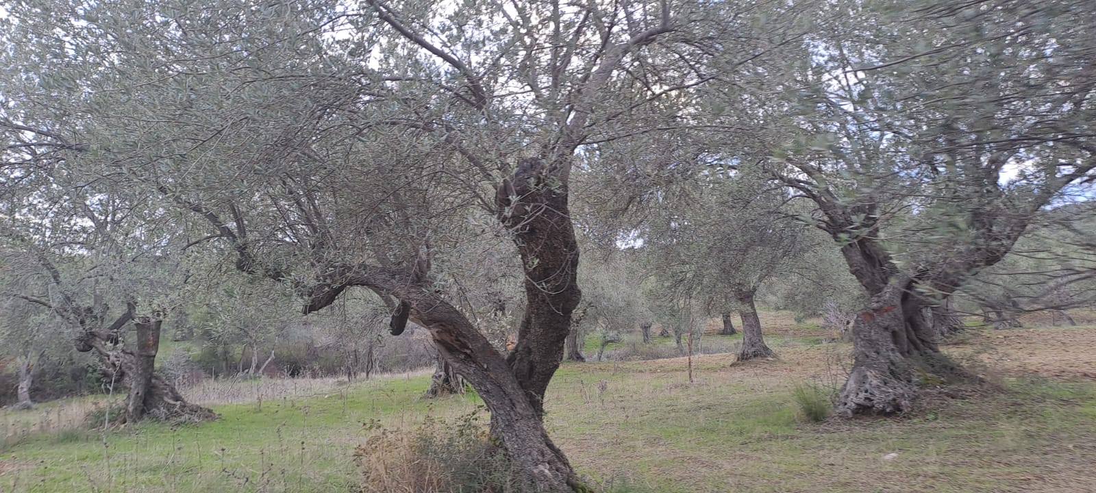 İlan Fotoğrafı