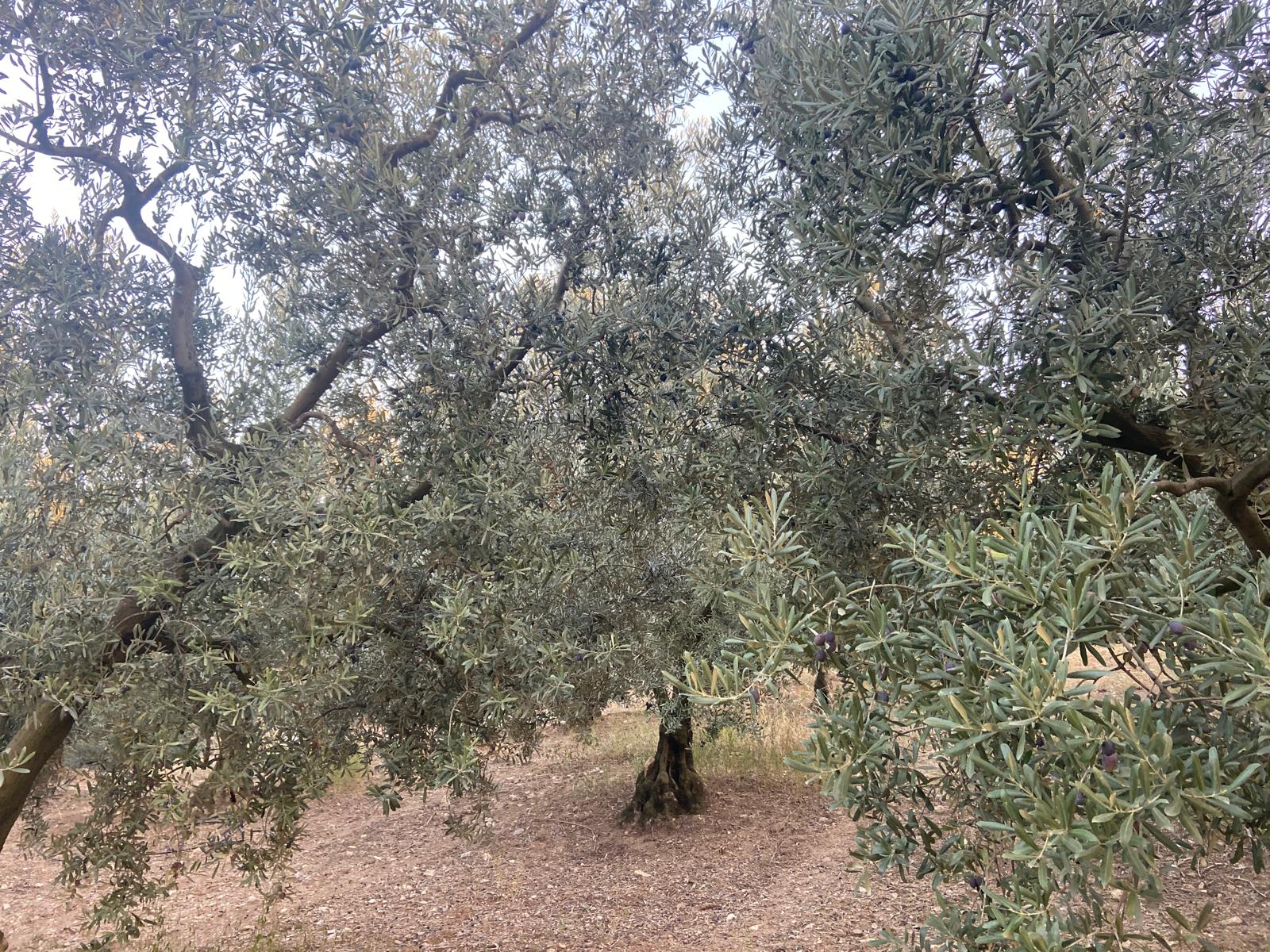 İlan Fotoğrafı