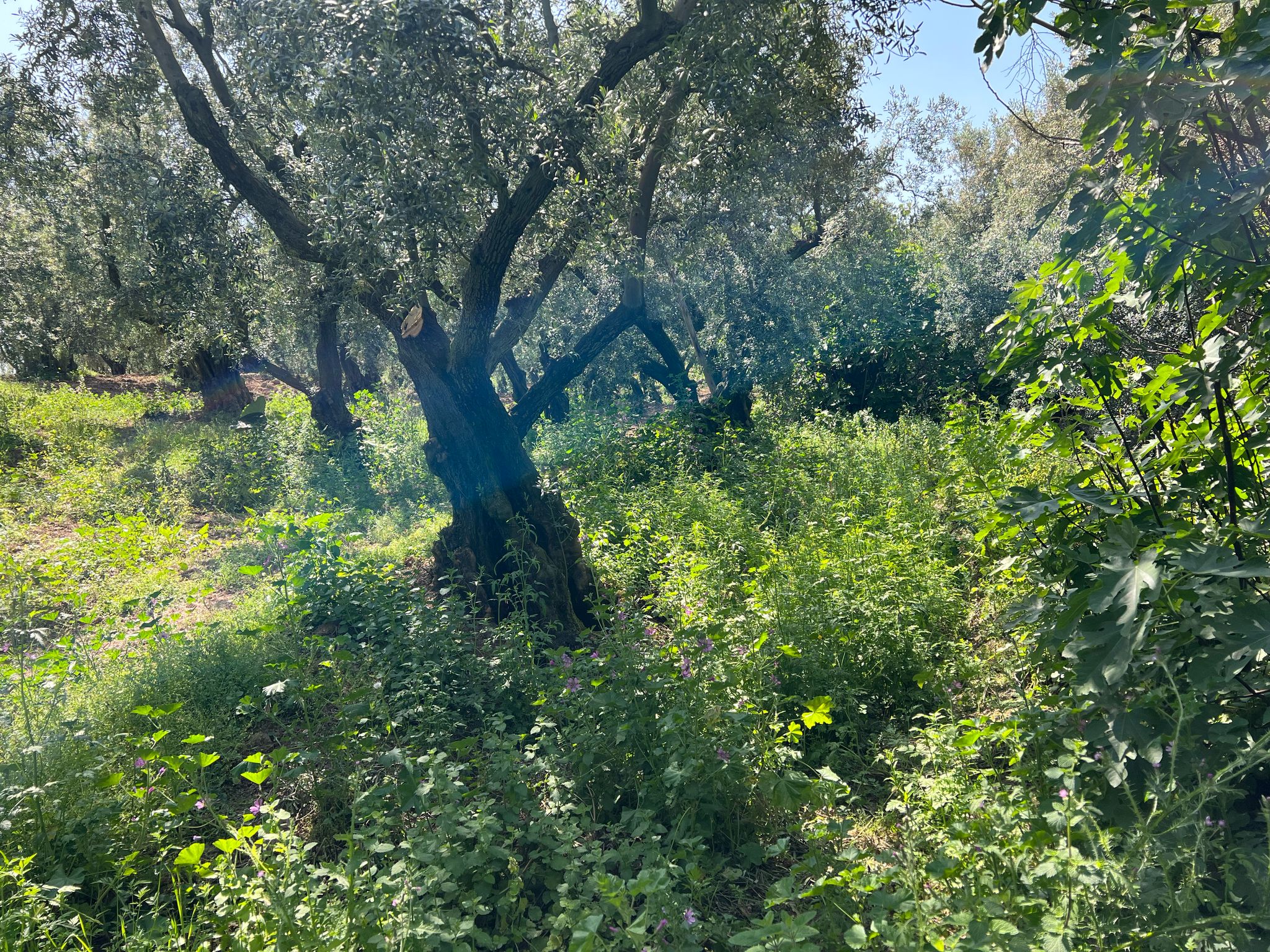 İlan Fotoğrafı