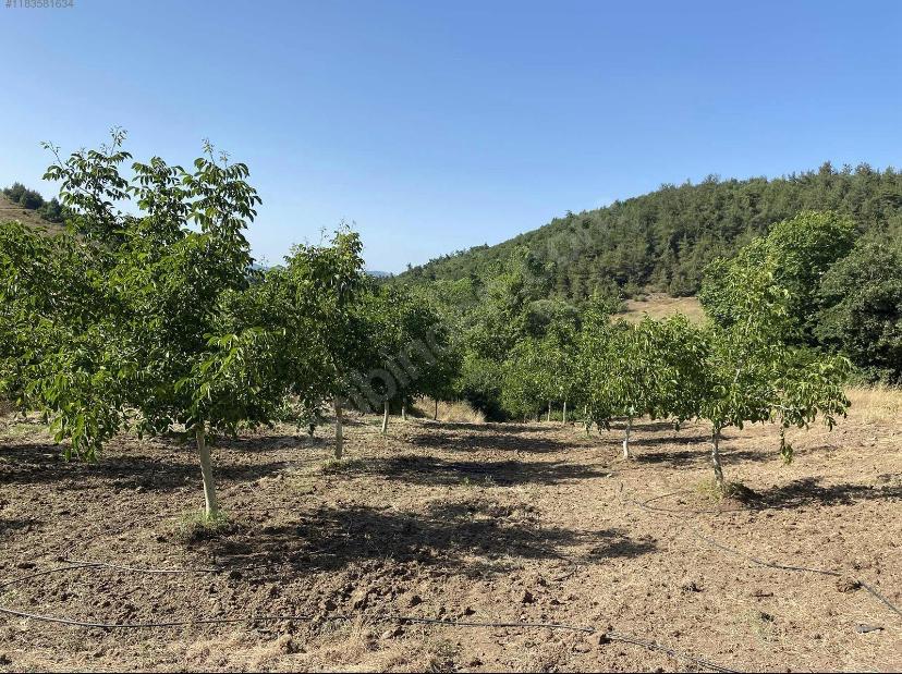 İlan Fotoğrafı