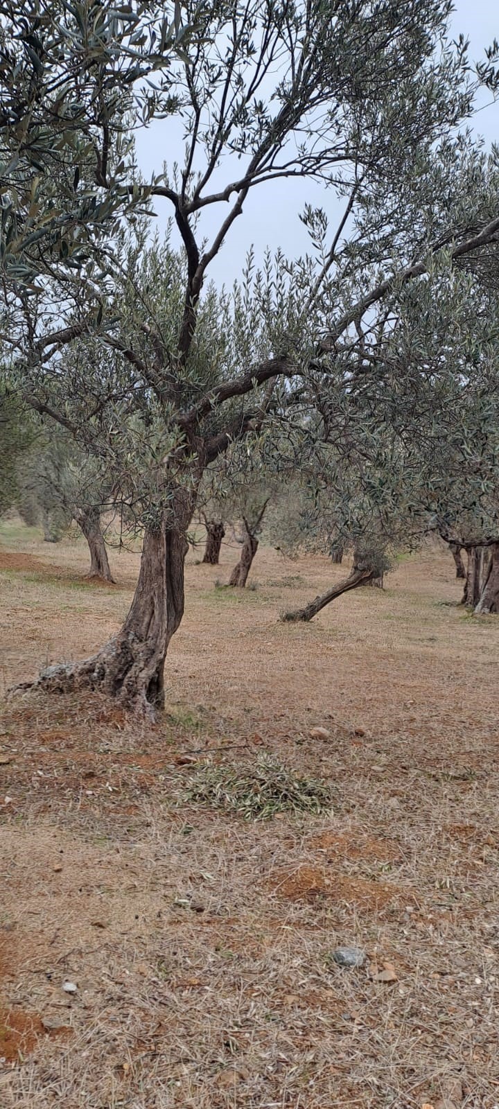İlan Fotoğrafı