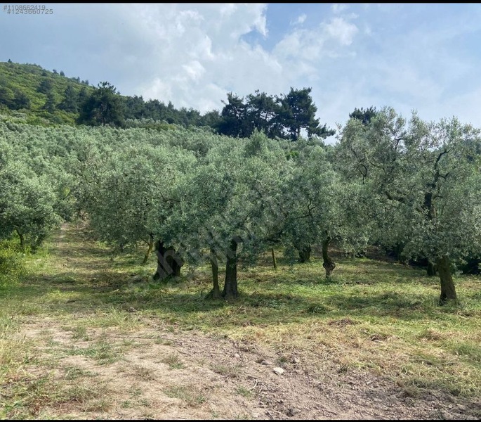 Fotoğraf