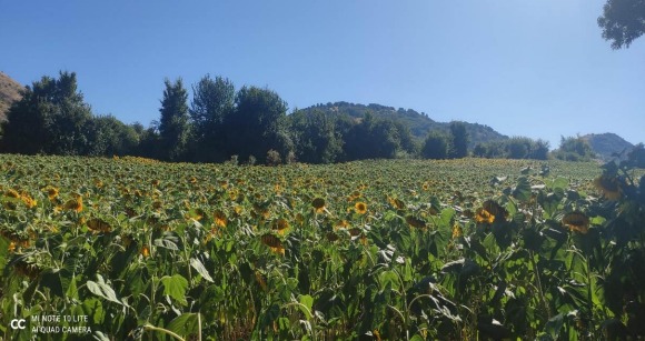 İlan Fotoğrafı